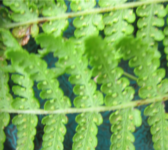 Hypolepis dicksonioides