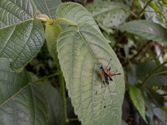 Eumastacidae