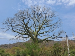 Ceiba trischistandra