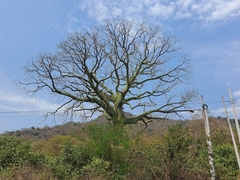 Ceiba trischistandra