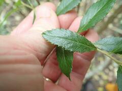 Berberis glaucocarpa