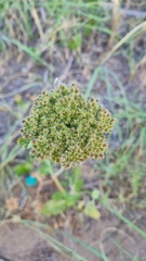 Daucus