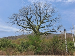 Ceiba trischistandra