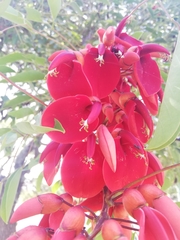 Erythrina crista-galli