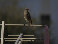 Phoenicurus ochruros