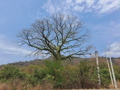Ceiba trischistandra