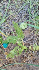 Daucus