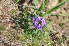 Glandularia venturii