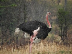 Struthio camelus massaicus