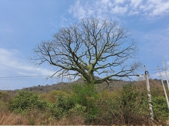 Ceiba trischistandra