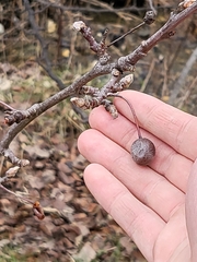 Pyrus calleryana