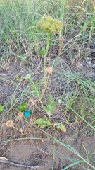 Daucus