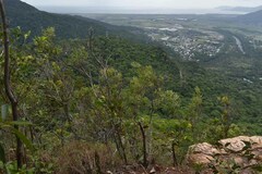 Eucalyptus exserta