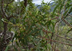 Eucalyptus exserta