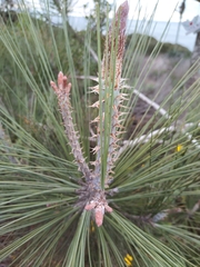 Pinus torreyana