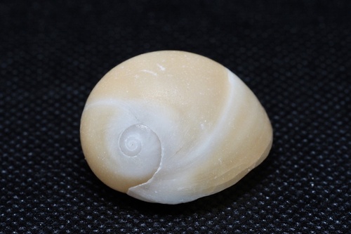 Polinices sagamiensis observed 2022-12-31