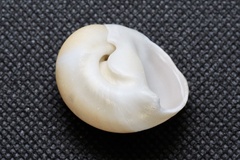 Polinices sagamiensis