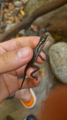 Basiliscus basiliscus barbouri
