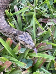 Cyclodomorphus gerrardii