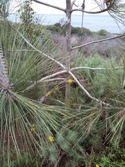 Pinus torreyana