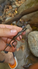 Basiliscus basiliscus barbouri