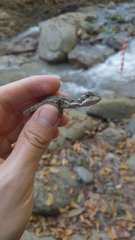 Basiliscus basiliscus barbouri