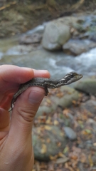 Basiliscus basiliscus barbouri