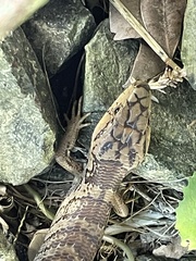 Cyclodomorphus gerrardii