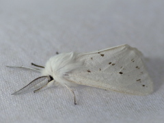 Spilosoma congrua