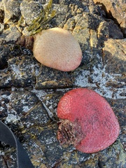 Pyura stolonifera