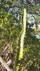 Acanthocereus tetragonus