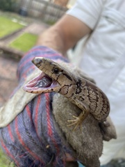 Cyclodomorphus gerrardii