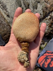 Pyura stolonifera