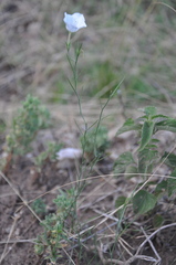 Nierembergia rigida