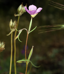 Clarkia gracilis