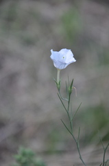 Nierembergia rigida