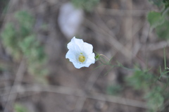 Nierembergia rigida