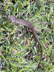 Cyclodomorphus gerrardii