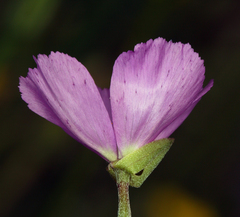 Clarkia gracilis