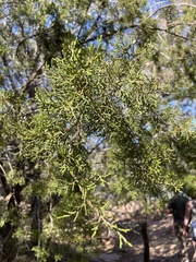 Juniperus ashei