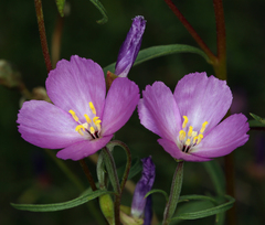 Clarkia gracilis