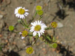 Erigeron foliosus