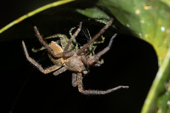 Cupiennius coccineus
