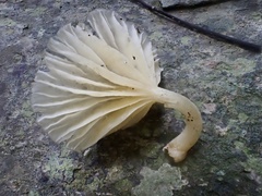 Oudemansiella