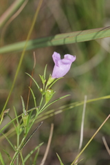 Agalinis aspera