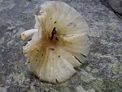 Oudemansiella