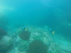 Holacanthus passer