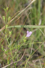 Agalinis aspera