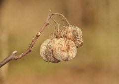 Ptelea trifoliata mollis