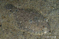 Citharichthys stigmaeus